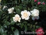 Lions Rose Lions Rose