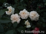 Lions Rose Lions Rose