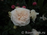 Lions Rose Lions Rose