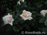 Lions Rose Lions Rose