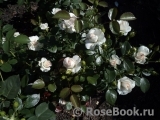 Aspirin Rose Aspirin Rose