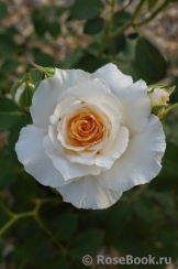 Poustinia Poustinia