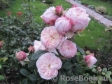 Claire Rose Claire Rose