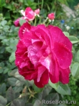 Belle de Segosa® Belle de Segosa®