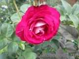 Belle de Segosa® Belle de Segosa®