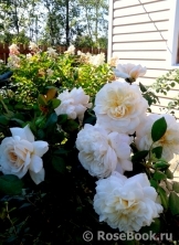 Crocus Rose® Crocus Rose®