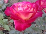 Rose Gaujard Rose Gaujard