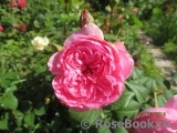 Henri le Sidaner® Henri le Sidaner®