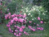 Rosarium Uetersen Rosarium Uetersen
