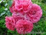 Rosarium Uetersen Rosarium Uetersen