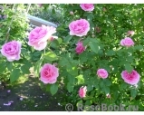 Gertrude Jekyll Gertrude Jekyll