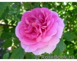 Gertrude Jekyll Gertrude Jekyll