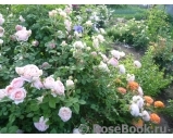 Abraham Darby Abraham Darby