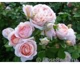 Abraham Darby Abraham Darby
