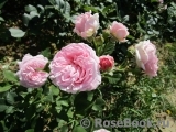 Rosengräfin Marie Henriette Rosengräfin Marie Henriette
