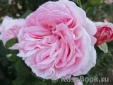 Rosengräfin Marie Henriette Rosengräfin Marie Henriette