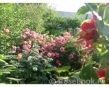 Rosarium Uetersen Rosarium Uetersen