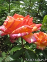 Caribia Caribia