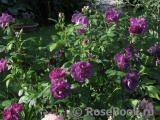 Rhapsody in Blue Rhapsody in Blue