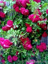 Excelsa Excelsa