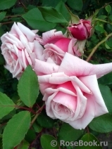Blossomtime Blossomtime