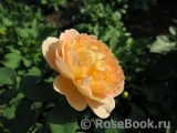Lady of Shalott Lady of Shalott