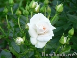 Aspirin Rose Aspirin Rose