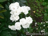 Aspirin Rose Aspirin Rose