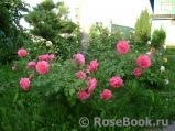 Rosarium Uetersen Rosarium Uetersen