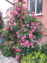 Rosarium Uetersen Rosarium Uetersen