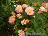 Augusta Luise Augusta Luise