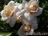 Lions Rose Lions Rose
