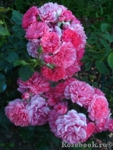Rosarium Uetersen Rosarium Uetersen