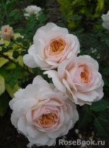 Crocus Rose® Crocus Rose®