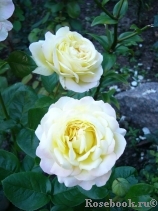 Lions Rose Lions Rose