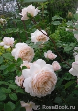 Crocus Rose® Crocus Rose®