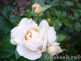 Lions Rose Lions Rose