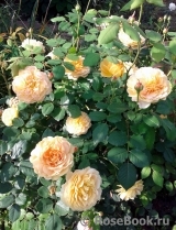 Grace® Grace®