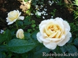 Lions Rose Lions Rose