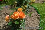 Goldelse Goldelse