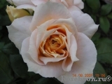 Lions Rose Lions Rose