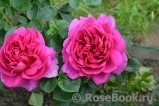 Princess Anne Princess Anne