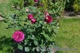 Falstaff® Falstaff®
