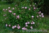 Heavenly Pink Heavenly Pink