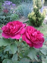 Darcey Bussell Darcey Bussell