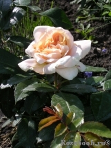 Lions Rose Lions Rose