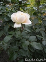 Lions Rose Lions Rose