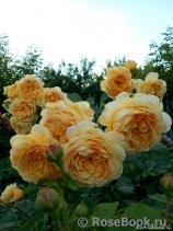 Golden Celebration® Golden Celebration®