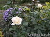 Lions Rose Lions Rose