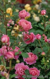 Jubilee Celebration® Jubilee Celebration®
